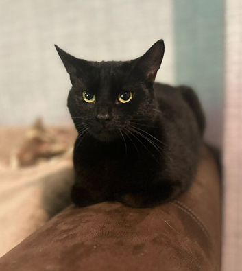 Cat for rehoming please read