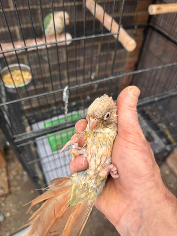 Conure parakeets for sale?