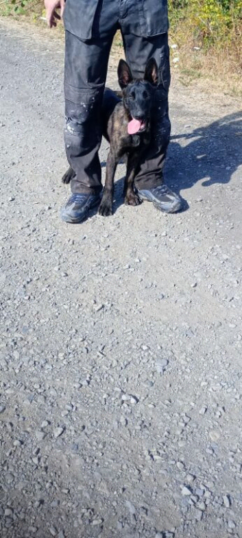 DUTCH SHEPHERD boy puppy