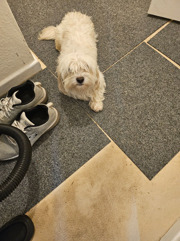 Stunning Bichon boy very pretty