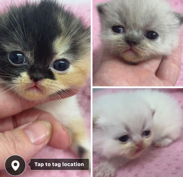 3 beautiful exotic kittens
