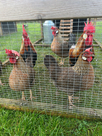 Hatching eggs brown leghorn bantam