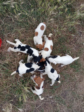 jack russell puppies looking for a forever homes