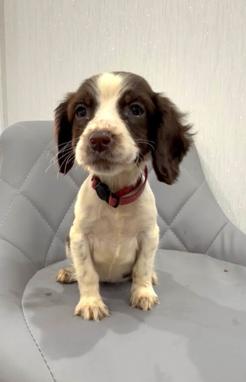 4 beautiful puppy's looking new home