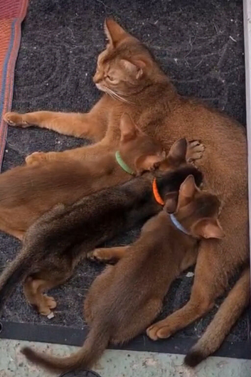 Abyssinian tica pedigree