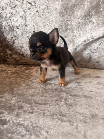 Chihuahua black tri male ready now XXS