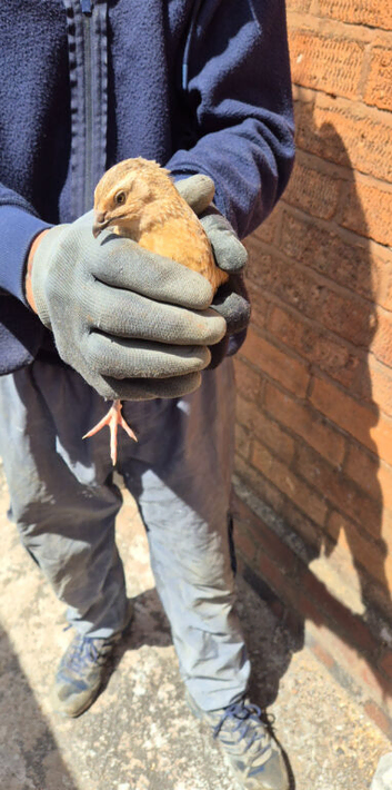 Golden jumbo coturnix quail male