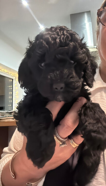 Fully heath and genetically tested F2 cockapoos - only one beautiful black boy available
