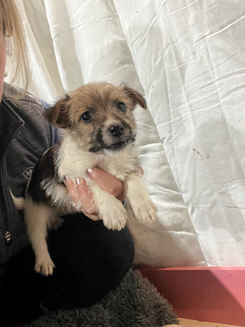 Beautiful small jackapoo pups
