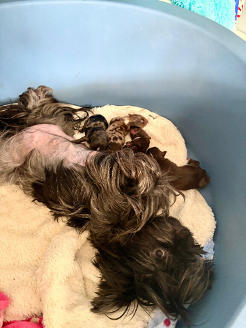 Stunning Yorkshire Terriers puppies