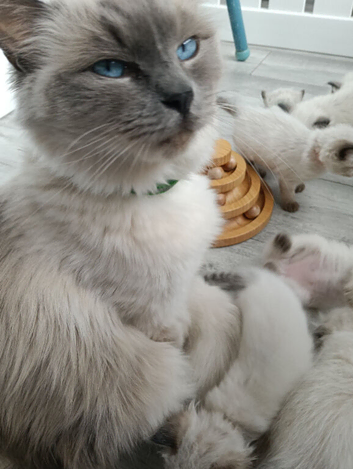 GCCF Registered chocolate and seal colourpoint kittens