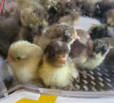 Button quail chicks