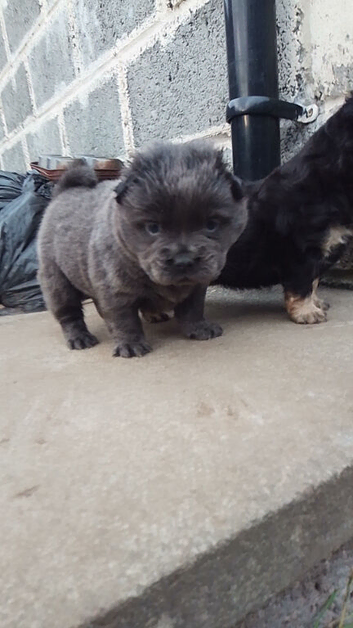 F1 Frenchchows (Frenchie x chow)