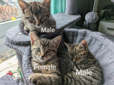 3 tabby kittens looking for forever home