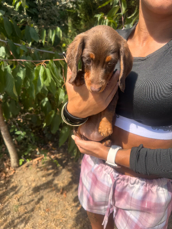Long hair miniature dachshund last girl