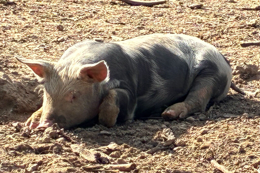 Quality Pietrain x Saddleback Weaners for Sale in Sussex only &pound;90 Each