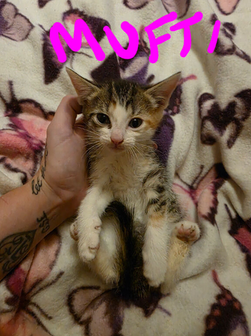 1 adorable kitten available