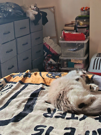 Ragdoll sisters