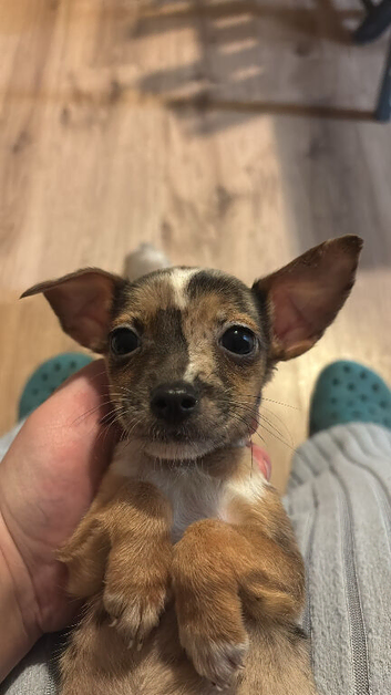Jack Russell puppies
