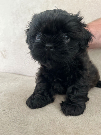 Girl Shih tzu