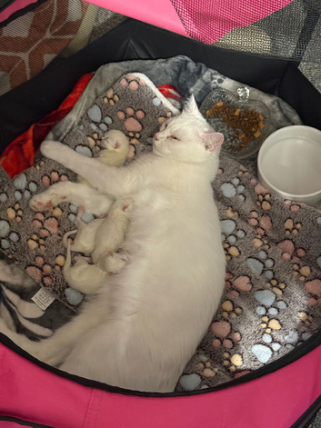3 Beautiful Khao Manee-Type Kittens Looking for Loving Homes
