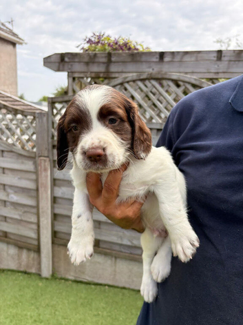 English Springer Spaniel