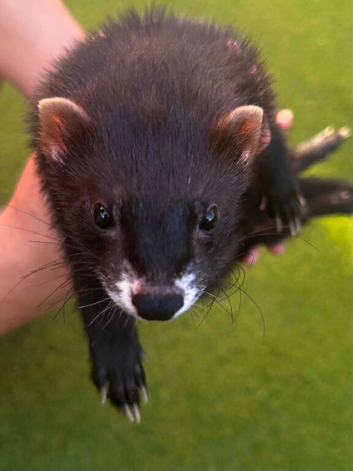 Black ferret