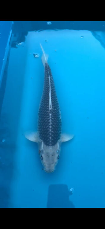 Lots of Koi Carp* clearance prices*