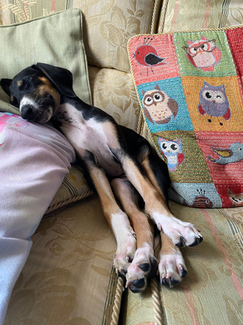 Little puppy