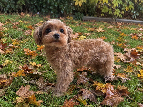 Asian / Korean Maltipoo. DNA tested parents. Ready Now
