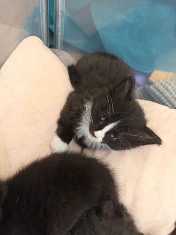 5 Black and white kittens for sale