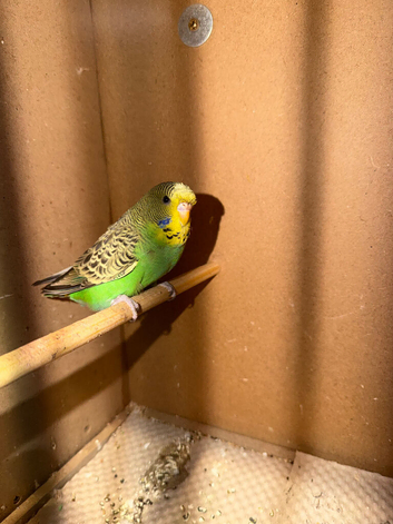 Budgie for sale