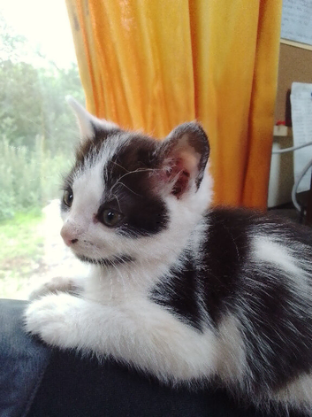Beautiful white and black kitten