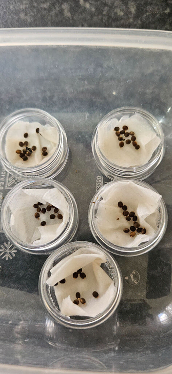 Indian stick insect 20+ eggs