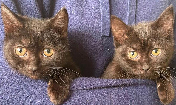 Gorgeous kittens ready now