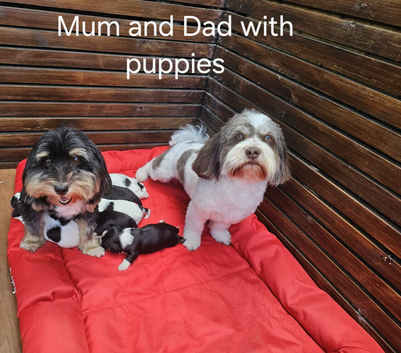Stunning Havanese Puppies