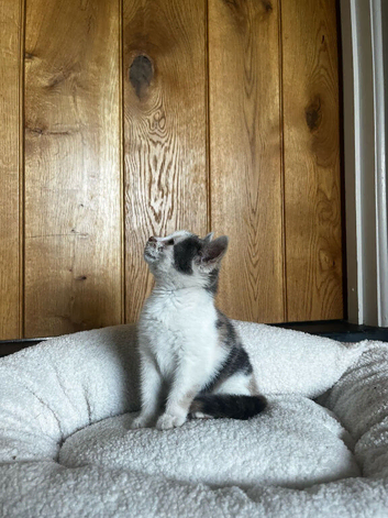 Gorgeous Kitten