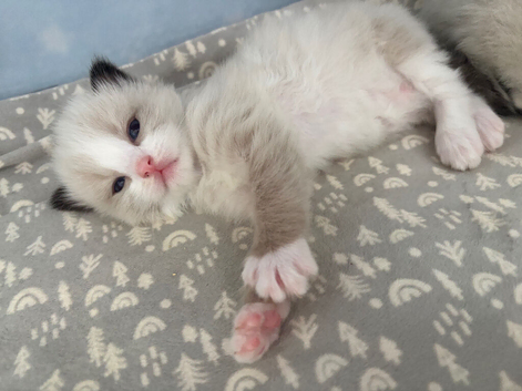 Adorable kittens looking for loving forever homes ️