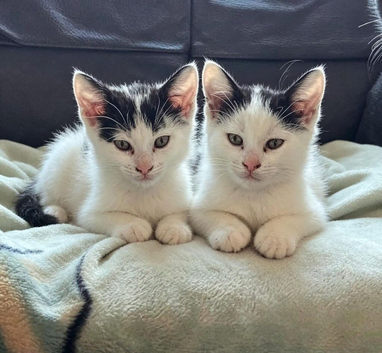 2 Kittens For Sale