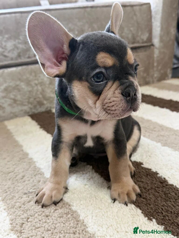 Beautiful French Bulldog Puppies &ndash; 2 Boys, 2 Girls