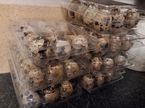 COTURNIX EGGS