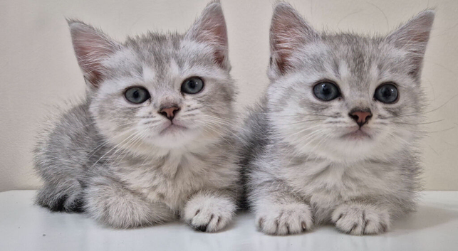 Beautiful Female Persian Cross Kittens