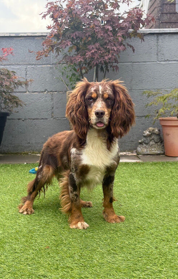 Working Merle Cocker Spaniel For Stud