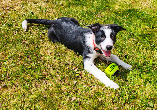 Border collie