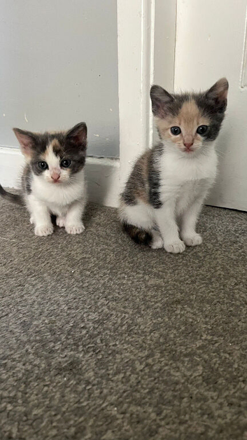 Beautiful Ragdoll Cross Kittens &ndash; 2 Females & 1 Male