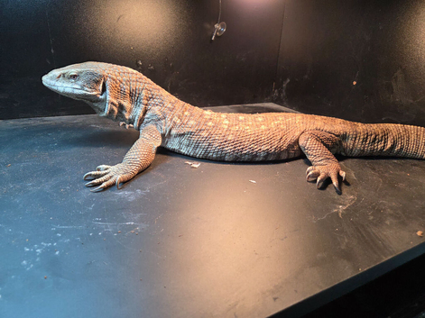 Adult posibly female bosc monitor