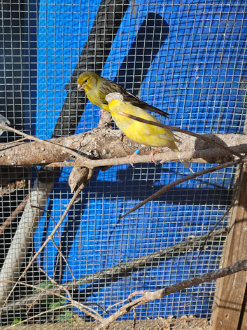 Spanish timbrado cock birds