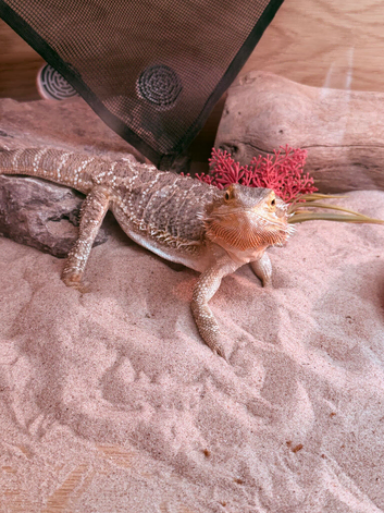 Bearded dragon