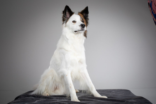 For stud - Brindle and white Border Collie