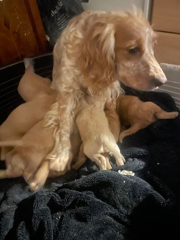 Selling puppies